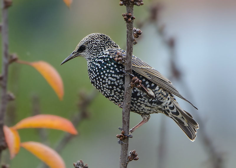 Storno (Sturnus vulgaris)